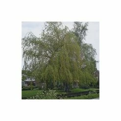 Salix x sepulcralis 'Chrysocoma' | Willow Tree -Camellia - shop TR06259L add image 1 a0c0