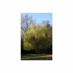 Salix x sepulcralis 'Chrysocoma' | Willow Tree -Camellia - shop TR06259L add image 2 cab9