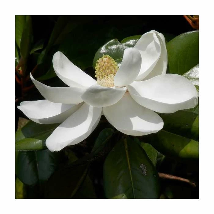Magnolia grandiflora 'Gallisoniensis' 3 Magnolia grandiflora 'Gallisoniensis'