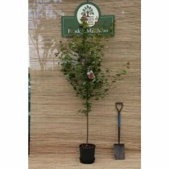 Acer rubrum 'October Glory' | Red Maple Tree | 12L Pot | 150-180cm | By Frank P Matthews -Camellia - shop TR071212L add image 1 42f7