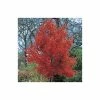 Acer rubrum 'October Glory' | Red Maple Tree | 12L Pot | 150-180cm | By Frank P Matthews 1 Acer rubrum 'October Glory' | Red Maple Tree | 12L Pot | 150-180cm | By Frank P Matthews -Camellia - shop TR071212L main image 2255