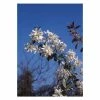 Amelanchier laevis 'Snowflakes' | Smooth Serviceberry Tree | 12L Pot | 150-180cm | By Frank P Matthews 2 Amelanchier laevis 'Snowflakes' | Smooth Serviceberry Tree | 12L Pot | 150-180cm | By Frank P Matthews -Camellia - shop TR071412L main image a6b4