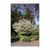 Amelanchier × grandiflora 'Ballerina' | Juneberry Tree | 12L Pot | 150-180cm | By Frank P Matthews -Camellia - shop TR071512L main image bf19