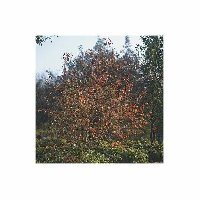 Amelanchier × grandiflora 'Ballerina' | Juneberry Tree | 12L Pot | 150-180cm | By Frank P Matthews 4 Amelanchier × grandiflora 'Ballerina' | Juneberry Tree | 12L Pot | 150-180cm | By Frank P Matthews - Image 2