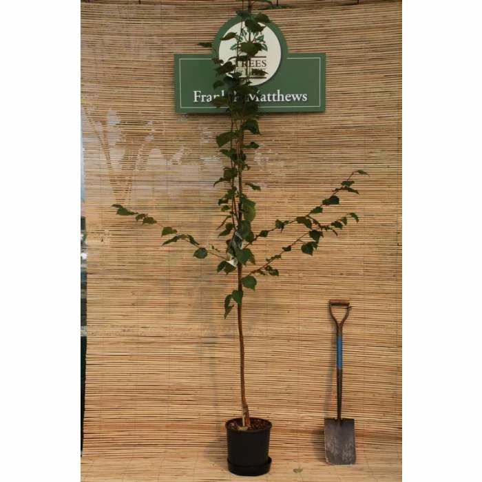 Betula utilis subsp. jacquemontii 'Silver Shadow' | Himalayan Birch Tree | 12L Pot | 150-180cm | By Frank P Matthews 4 Betula utilis subsp. jacquemontii 'Silver Shadow' | Himalayan Birch Tree | 12L Pot | 150-180cm | By Frank P Matthews - Image 2