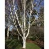 Betula utilis var. jacquemontii 'Snow Queen' | Himalayan Birch Tree | 12L Pot | 150-180cm | By Frank P Matthews -Camellia - shop TR072112L main image a439