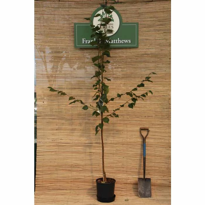 Betula utilis var. jacquemontii 'Snow Queen' | Himalayan Birch Tree | 12L Pot | 150-180cm | By Frank P Matthews 4 Betula utilis var. jacquemontii 'Snow Queen' | Himalayan Birch Tree | 12L Pot | 150-180cm | By Frank P Matthews - Image 2