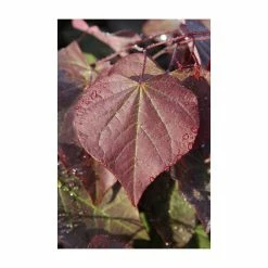 Cercis canadensis 'Forest Pansy' | North American Redbud Tree | 12L Pot | 150-180cm | By Frank P Matthews -Camellia - shop TR072412L add image 1 0cf4