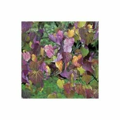 Cercis canadensis 'Forest Pansy' | North American Redbud Tree | 12L Pot | 150-180cm | By Frank P Matthews -Camellia - shop TR072412L add image 2 8202