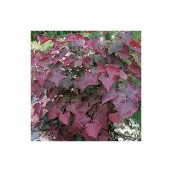 Cercis canadensis 'Forest Pansy' | North American Redbud Tree | 12L Pot | 150-180cm | By Frank P Matthews -Camellia - shop TR072412L add image 3 c720