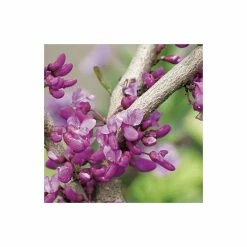 Cercis canadensis 'Forest Pansy' | North American Redbud Tree | 12L Pot | 150-180cm | By Frank P Matthews -Camellia - shop TR072412L add image 4 b6e6