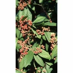 Cotoneaster frigidus 'Cornubia' Tree | 12L Pot | 150-180cm | By Frank P Matthews -Camellia - shop TR072612L add image 1 ef1a