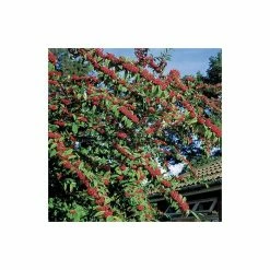 Cotoneaster frigidus 'Cornubia' Tree | 12L Pot | 150-180cm | By Frank P Matthews -Camellia - shop TR072612L add image 2 246a