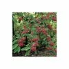 Cotoneaster frigidus 'Cornubia' Tree | 12L Pot | 150-180cm | By Frank P Matthews 2 Cotoneaster frigidus 'Cornubia' Tree | 12L Pot | 150-180cm | By Frank P Matthews -Camellia - shop TR072612L main image bf7e