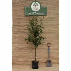 Cotoneaster frigidus 'Cornubia' Tree | 12L Pot | 150-180cm | By Frank P Matthews -Camellia - shop TR072612L rollover image a56f