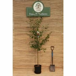Cotoneaster 'Exburiensis' Tree | 12L Pot | 150-180cm | By Frank P Matthews 5 Cotoneaster 'Exburiensis' Tree | 12L Pot | 150-180cm | By Frank P Matthews -Camellia - shop TR072812L rollover image d9b4