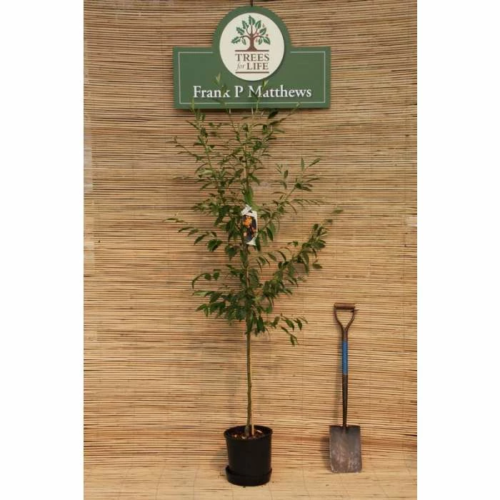 Cotoneaster 'Exburiensis' Tree | 12L Pot | 150-180cm | By Frank P Matthews 4 Cotoneaster 'Exburiensis' Tree | 12L Pot | 150-180cm | By Frank P Matthews - Image 2