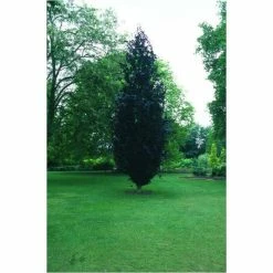 Fagus sylvatica 'Dawyck Purple' | Purple Fastigiate Beech Tree | 12L Pot | 150-180cm | By Frank P Matthews -Camellia - shop TR073212L add image 1 71e6
