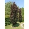 Fagus sylvatica 'Dawyck Purple' | Purple Fastigiate Beech Tree | 12L Pot | 150-180cm | By Frank P Matthews 2 Fagus sylvatica 'Dawyck Purple' | Purple Fastigiate Beech Tree | 12L Pot | 150-180cm | By Frank P Matthews -Camellia - shop TR073212L main image cbac