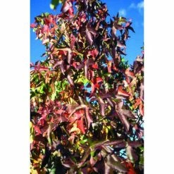 Liquidambar styraciflua 'Worplesdon' | Sweet Gum Tree | 12L Pot | 150-180cm | By Frank P Matthews -Camellia - shop TR073312L add image 1 83ee