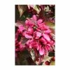 Malus × moerlandsii 'Profusion' | Crab Apple Tree | 12L Pot | 150-180cm | By Frank P Matthews 2 Malus × moerlandsii 'Profusion' | Crab Apple Tree | 12L Pot | 150-180cm | By Frank P Matthews -Camellia - shop TR074012L main image ee44