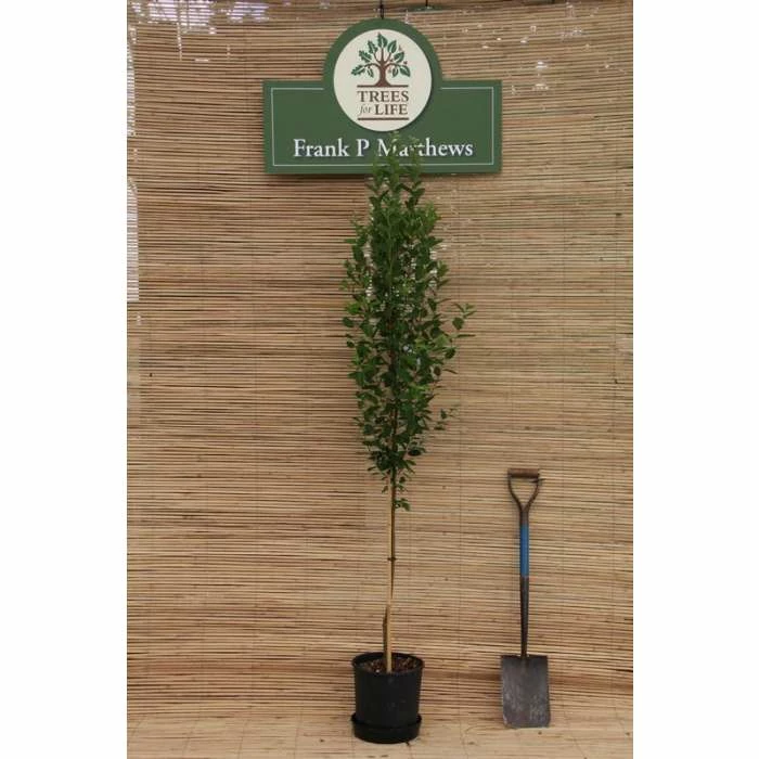 Amelanchier 'Rainbow Pillar' | Upright Juneberry Tree | 12L Pot | 150-180cm | By Frank P Matthews 3 Amelanchier 'Rainbow Pillar' | Upright Juneberry Tree | 12L Pot | 150-180cm | By Frank P Matthews