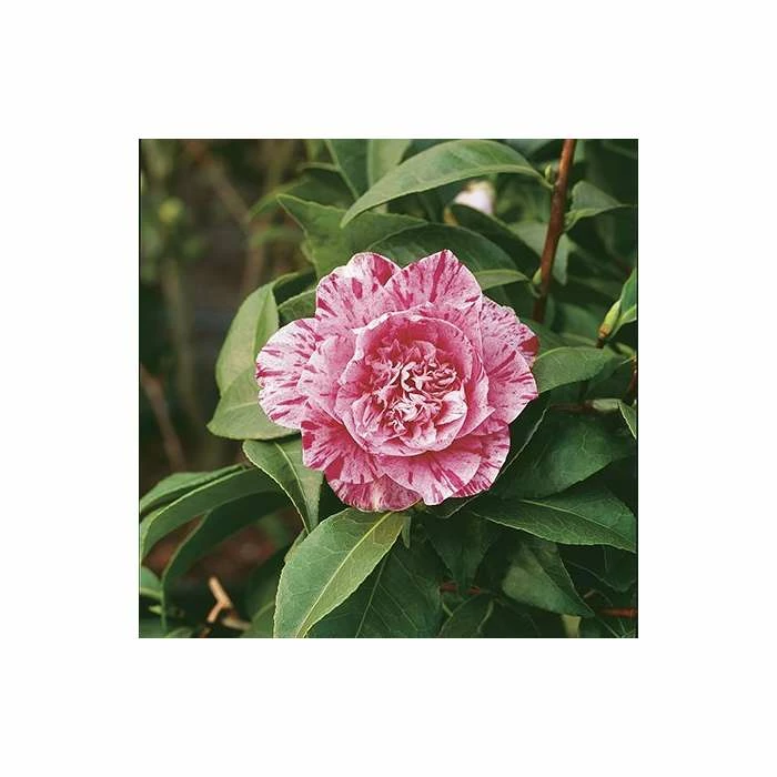 4ft Camellia 'Bonomiana' | 7L Pot | Camellia japonica 4 4ft Camellia 'Bonomiana' | 7L Pot | Camellia japonica - Image 2