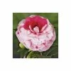 4ft Camellia 'Bonomiana' | 7L Pot | Camellia japonica 1 4ft Camellia 'Bonomiana' | 7L Pot | Camellia japonica -Camellia - shop TR1003 main image e4ed