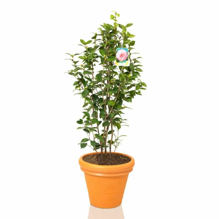 Camellia japonica 'Mrs Tingley' 4 Camellia japonica 'Mrs Tingley' - Image 2