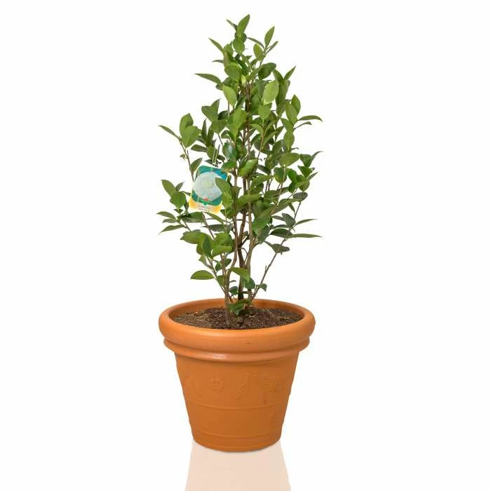 Camellia japonica 'Nuccios Pearl' 4 Camellia japonica 'Nuccios Pearl' - Image 2