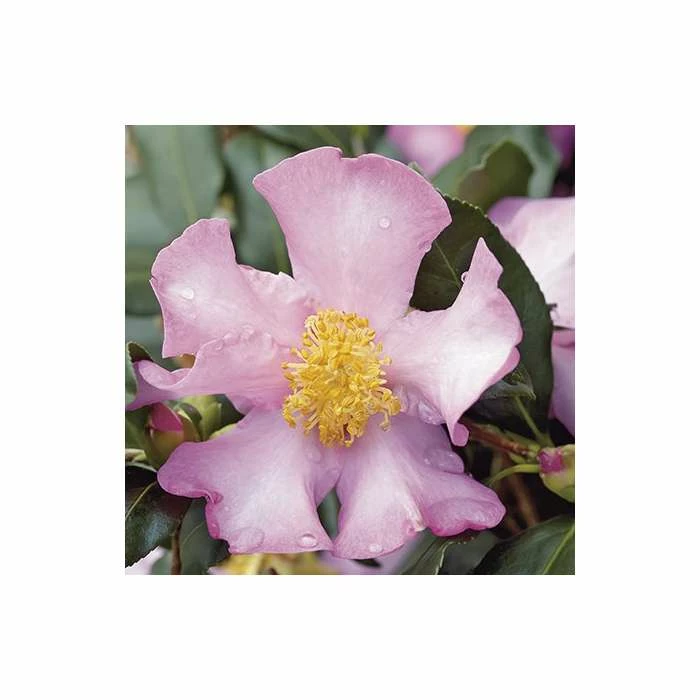 2ft Camellia Sasanqua 'Cleopatra' | 7L Pot | 4 2ft Camellia Sasanqua 'Cleopatra' | 7L Pot | - Image 2