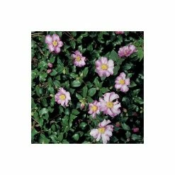 2ft Camellia Sasanqua 'Cleopatra' | 7L Pot |