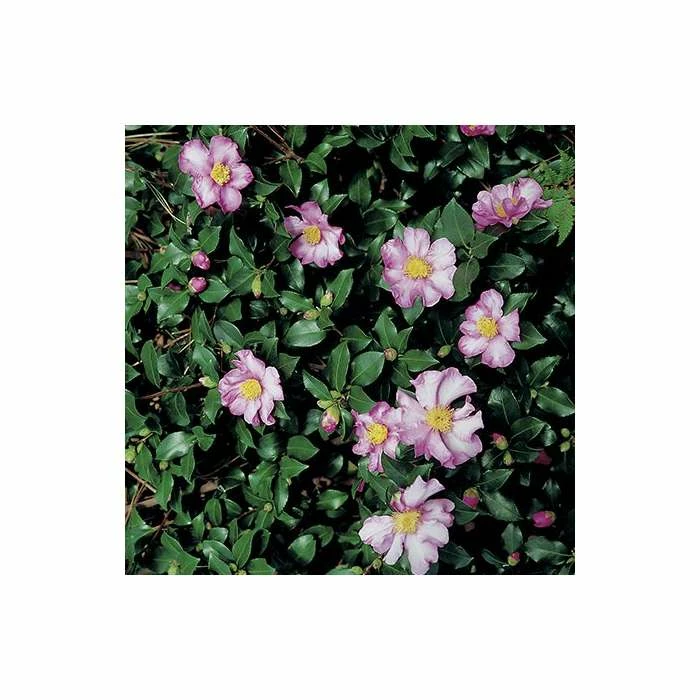 2ft Camellia Sasanqua 'Cleopatra' | 7L Pot | 3 2ft Camellia Sasanqua 'Cleopatra' | 7L Pot |