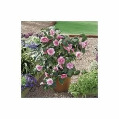 0.6-1.6ft Camellia 'Triumphans' | 9cm Pot | Camellia japonica 6 0.6-1.6ft Camellia 'Triumphans' | 9cm Pot | Camellia japonica -Camellia - shop TR1025 add image 1 4e07