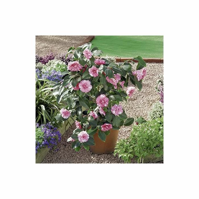 0.6-1.6ft Camellia 'Triumphans' | 9cm Pot | Camellia japonica 4 0.6-1.6ft Camellia 'Triumphans' | 9cm Pot | Camellia japonica - Image 3