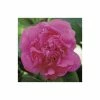 0.6-1.6ft Camellia 'Triumphans' | 9cm Pot | Camellia japonica 2 0.6-1.6ft Camellia 'Triumphans' | 9cm Pot | Camellia japonica -Camellia - shop TR1025 main image e8d8