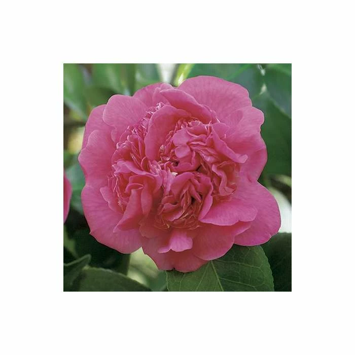 0.6-1.6ft Camellia 'Triumphans' | 9cm Pot | Camellia japonica 3 0.6-1.6ft Camellia 'Triumphans' | 9cm Pot | Camellia japonica - Image 2