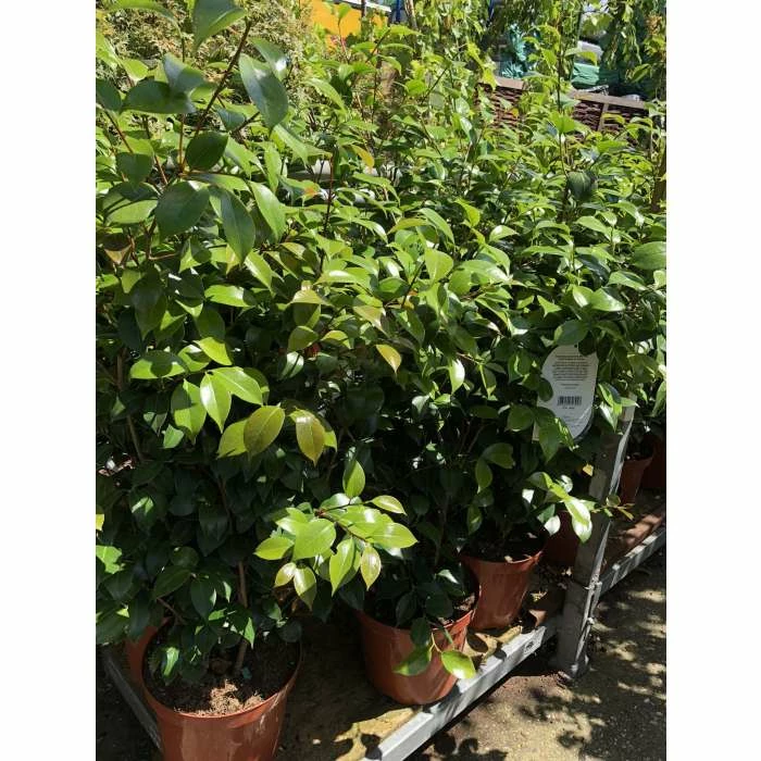 0.6-1.6ft Camellia 'Blood of China' | 9cm Pot | Camellia japonica 3 0.6-1.6ft Camellia 'Blood of China' | 9cm Pot | Camellia japonica - Image 2