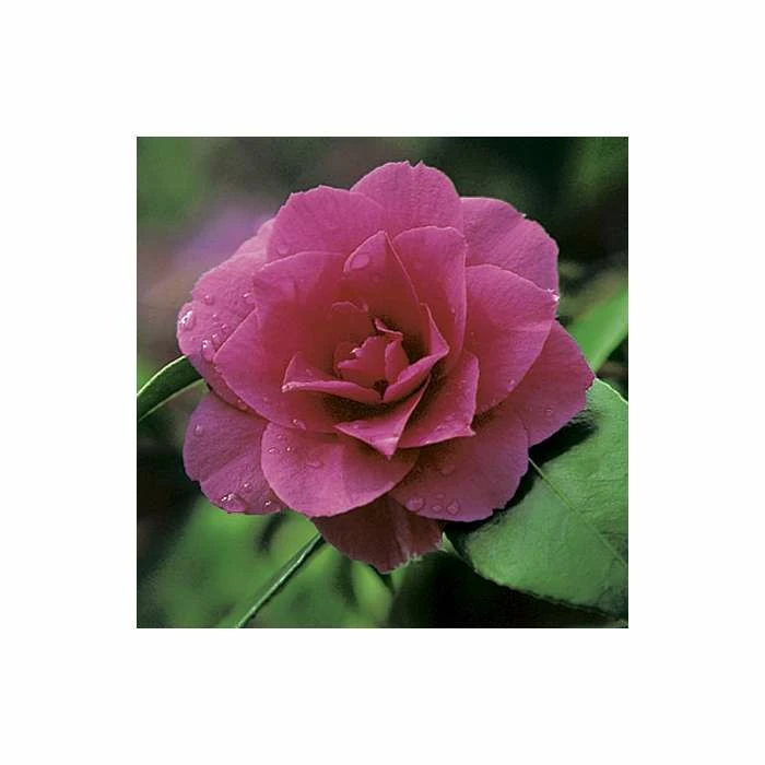 0.6-1.6ft Camellia 'Blood of China' | 9cm Pot | Camellia japonica 2 0.6-1.6ft Camellia 'Blood of China' | 9cm Pot | Camellia japonica
