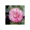 4ft Camellia 'Marie Bracey' | 7L Pot | Camellia japonica 1 4ft Camellia 'Marie Bracey' | 7L Pot | Camellia japonica -Camellia - shop TR1033 main image 23ea