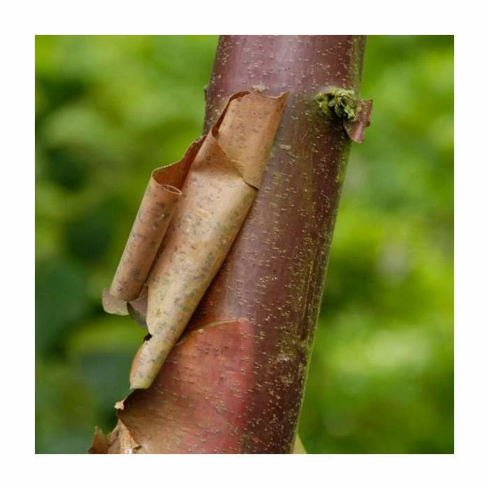 Acer griseum | Paper Bark Maple Tree | 5L Pot | By Frank P Matthews 4 Acer griseum | Paper Bark Maple Tree | 5L Pot | By Frank P Matthews - Image 2