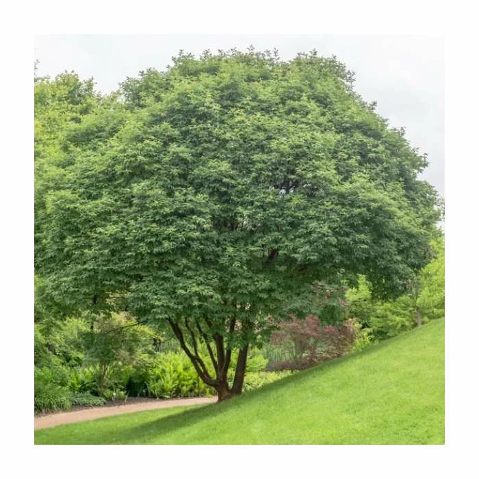 Acer griseum | Paper Bark Maple Tree | 5L Pot | By Frank P Matthews 3 Acer griseum | Paper Bark Maple Tree | 5L Pot | By Frank P Matthews