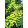 Acer platanoides Princeton Gold ('Prigo'PBR) | Norway Maple Tree | 12L Pot | 150-180cm | By Frank P Matthews 2 Acer platanoides Princeton Gold ('Prigo'PBR) | Norway Maple Tree | 12L Pot | 150-180cm | By Frank P Matthews -Camellia - shop TR1161 main image fcf4