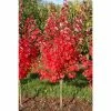 Acer rubrum 'Brandywine' | Red Maple Tree | 12L Pot | 150-180cm | By Frank P Matthews 1 Acer rubrum 'Brandywine' | Red Maple Tree | 12L Pot | 150-180cm | By Frank P Matthews -Camellia - shop TR1163 main image 0c5d