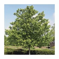 Acer rubrum Red Sunset ('Franksred') | Red Maple Tree | 12L Pot | 150-180cm | By Frank P Matthews -Camellia - shop TR1164 add image 1 6a72