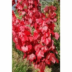 Acer rubrum Red Sunset ('Franksred') | Red Maple Tree | 12L Pot | 150-180cm | By Frank P Matthews -Camellia - shop TR1164 add image 2 ad23