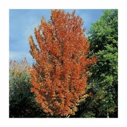 Acer rubrum Red Sunset ('Franksred') | Red Maple Tree | 12L Pot | 150-180cm | By Frank P Matthews