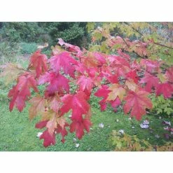 Acer × freemanii Autumn Blaze ('Jeffersred') | Freeman Maple Tree | 12L Pot | 150-180cm | By Frank P Matthews -Camellia - shop TR1165 add image 1 6253