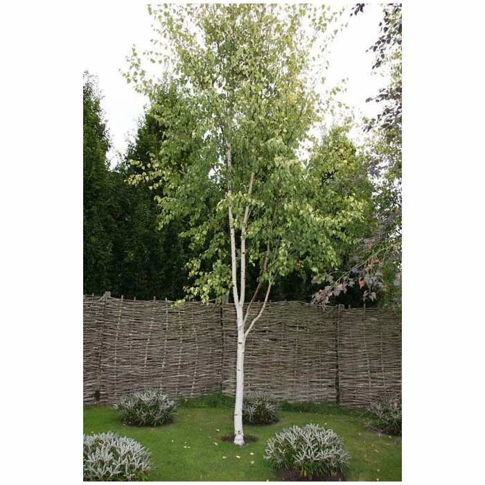 Betula pendula subsp. pendula 'Golden Fountain' | Golden Birch Tree | 12L Pot | 150-180cm | By Frank P Matthews 3 Betula pendula subsp. pendula 'Golden Fountain' | Golden Birch Tree | 12L Pot | 150-180cm | By Frank P Matthews