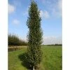 Betula pendula 'Fastigiata Joes' (PBR) | Upright Birch Tree | 12L Pot | 150-180cm | By Frank P Matthews 1 Betula pendula 'Fastigiata Joes' (PBR) | Upright Birch Tree | 12L Pot | 150-180cm | By Frank P Matthews -Camellia - shop TR1173 main image cec7